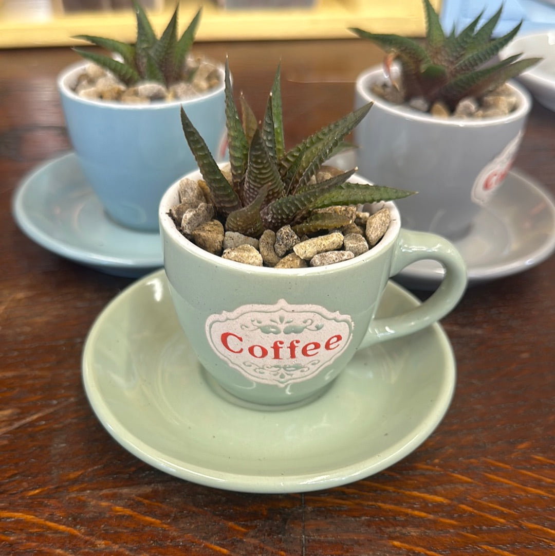 Succulent In A Cup