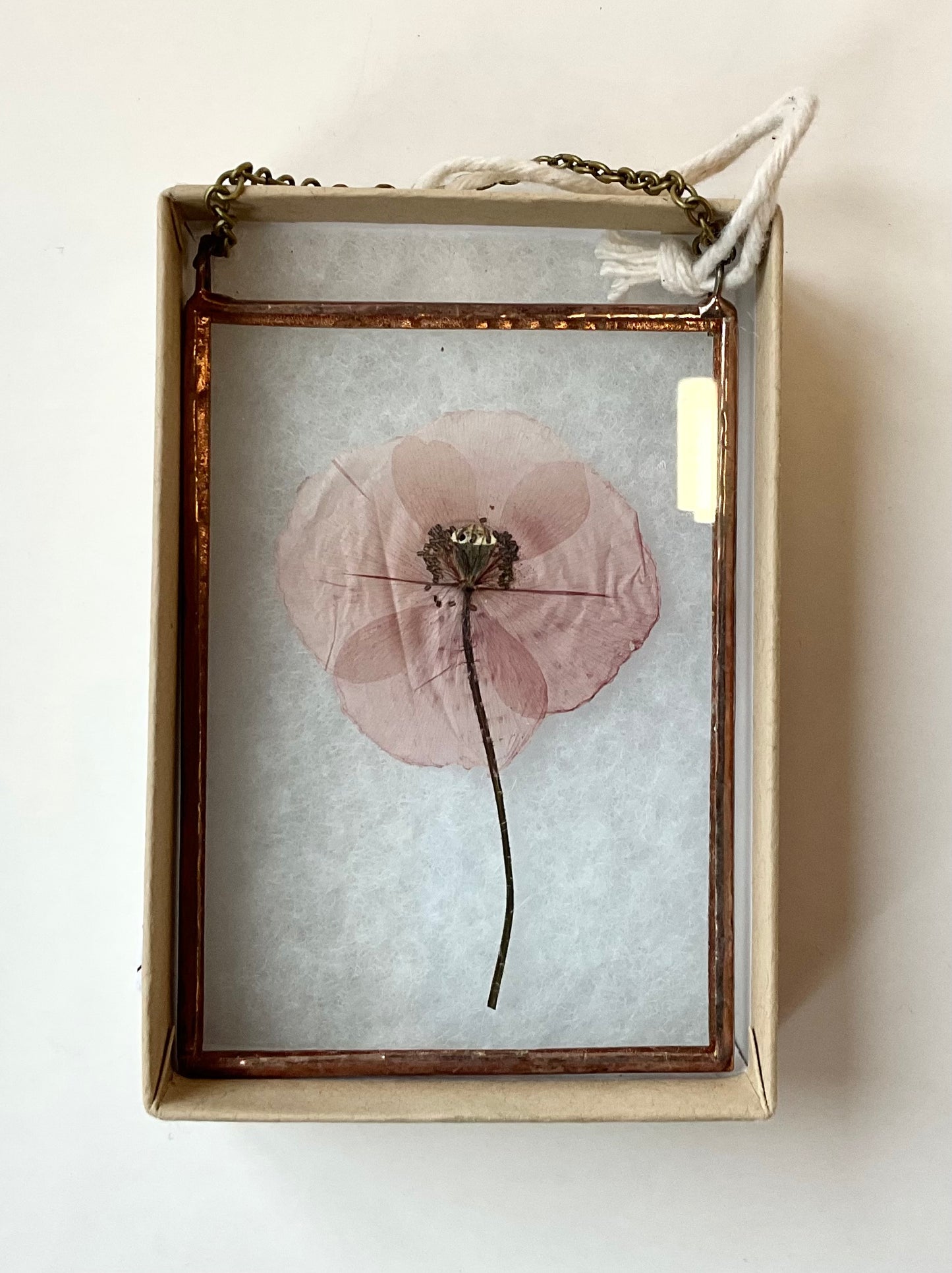 Small Wallflowers Poppy