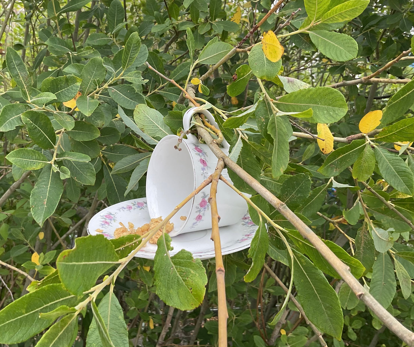 Cup & saucer hanging bird feeder