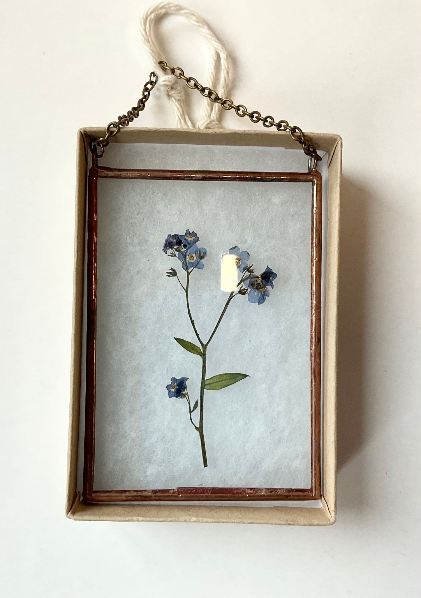 Petite Wallflowers Forget me not