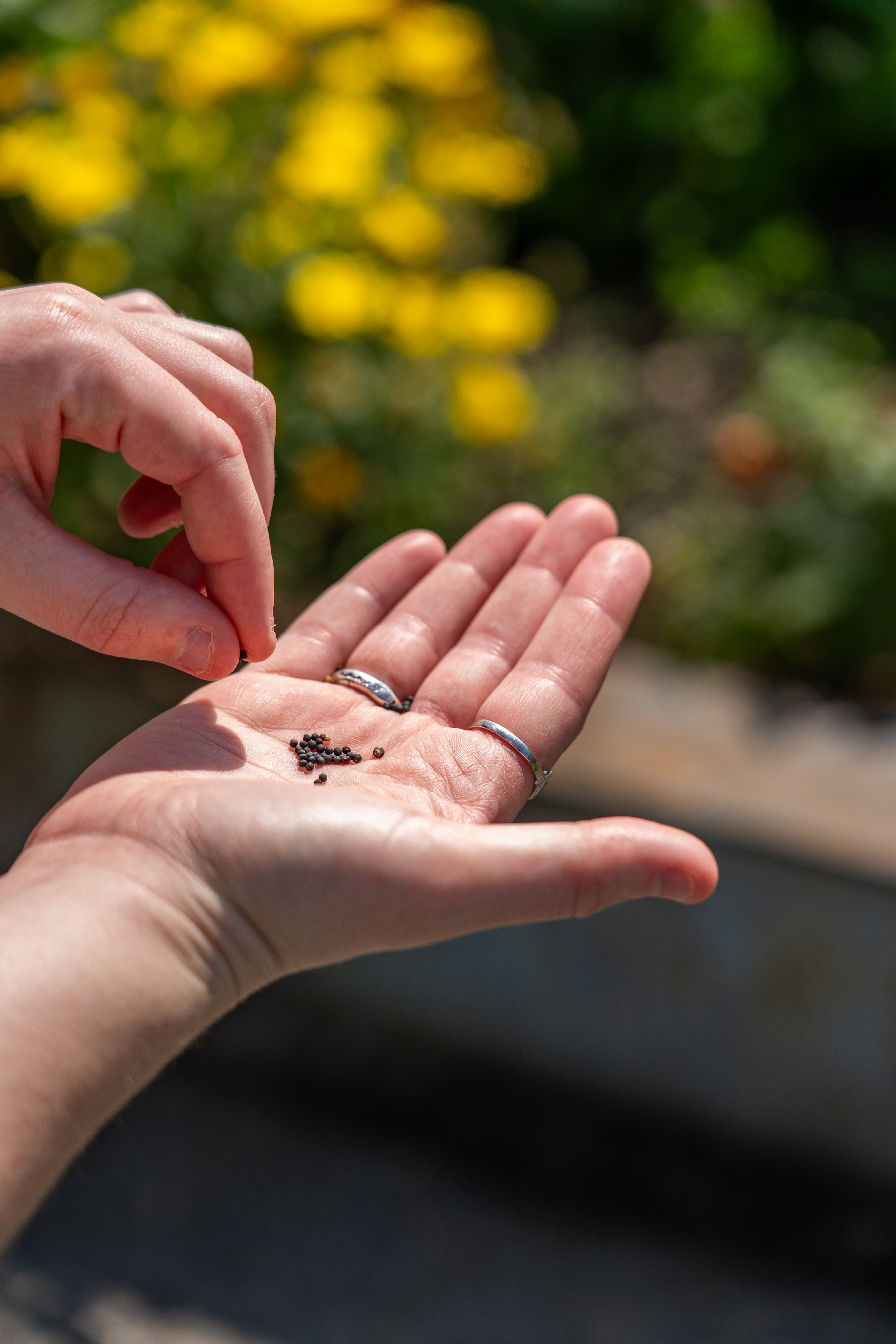 Seeds & Growing
