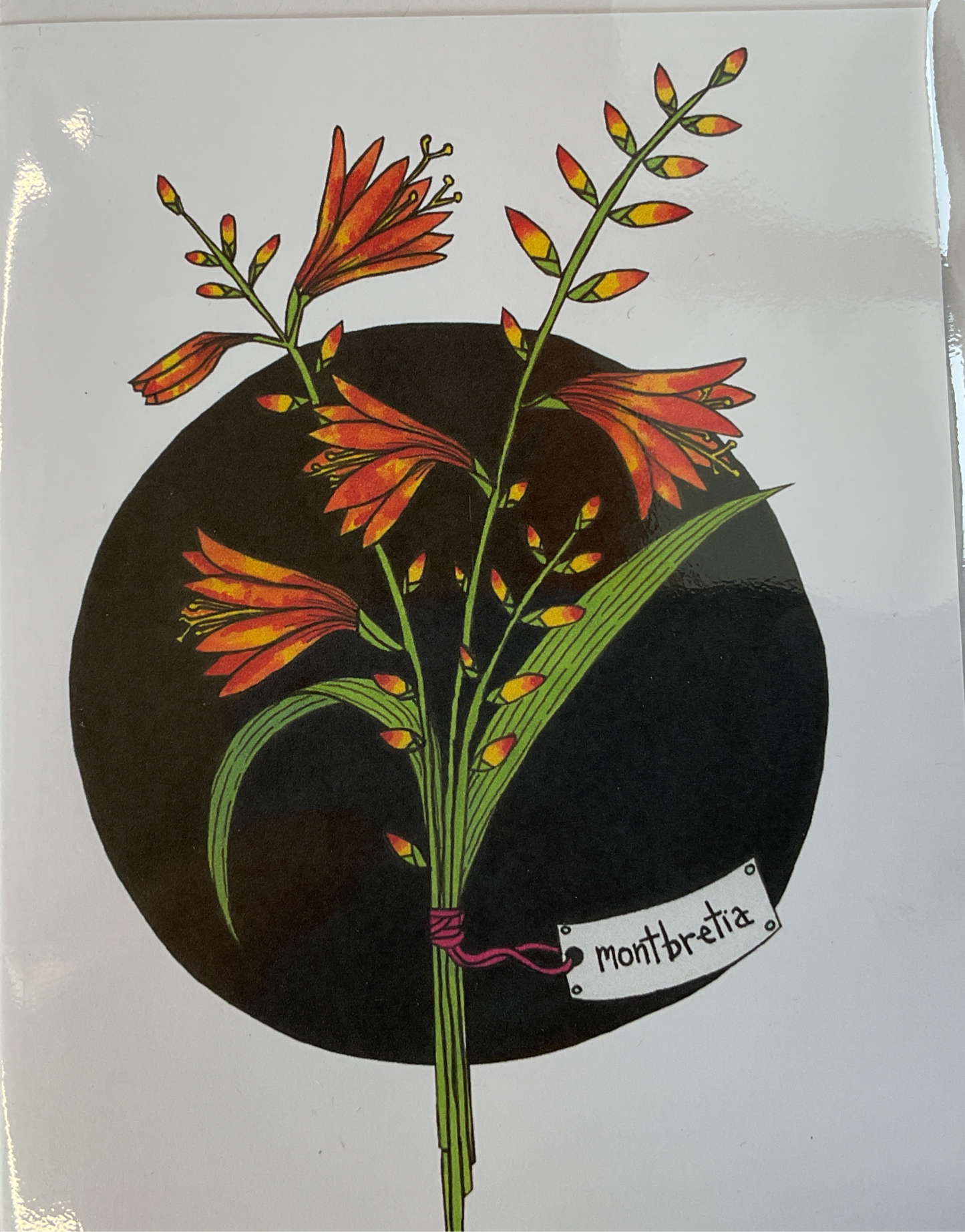 Sarah Cunningham   Cards -Montbretia