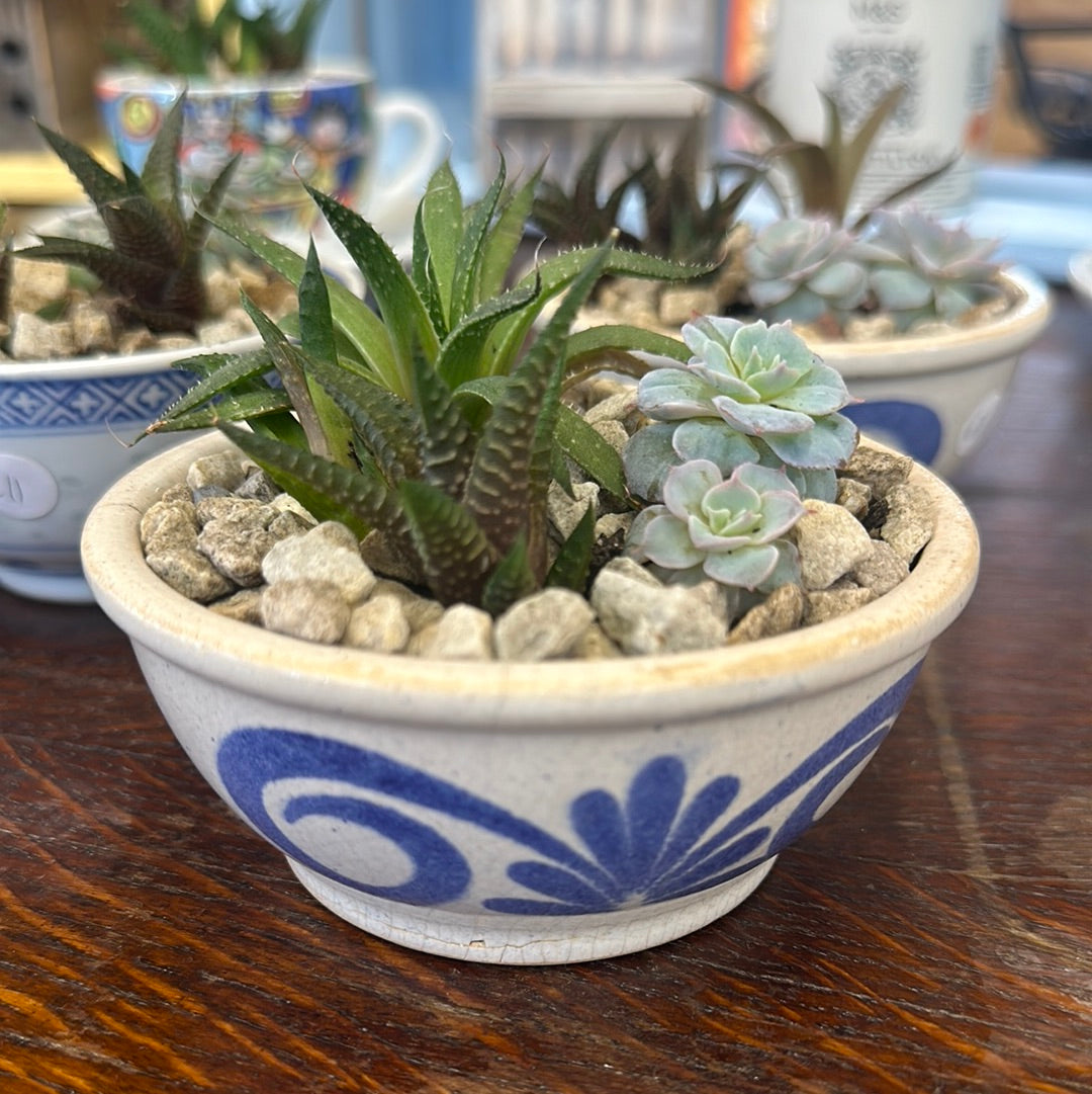 Succulent In A Cup