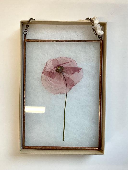 Small Wallflowers Poppy