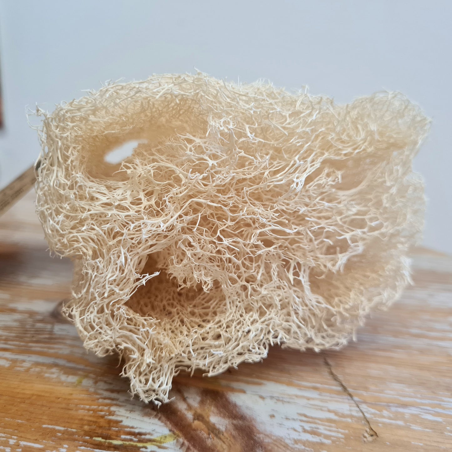 Luffa/Plant Sponge