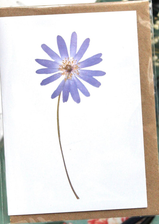 Blue Anemone Card