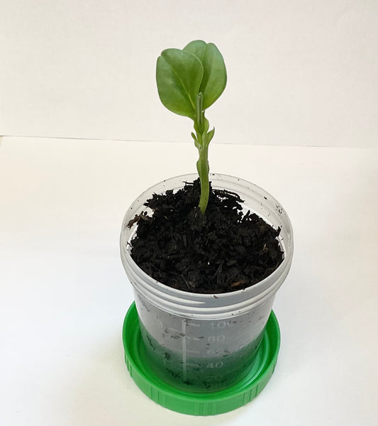 Martock Broad Bean Seedlings