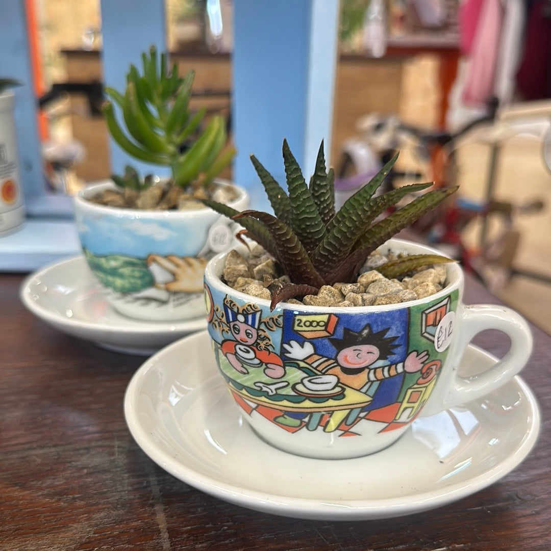 Succulent In A Cup