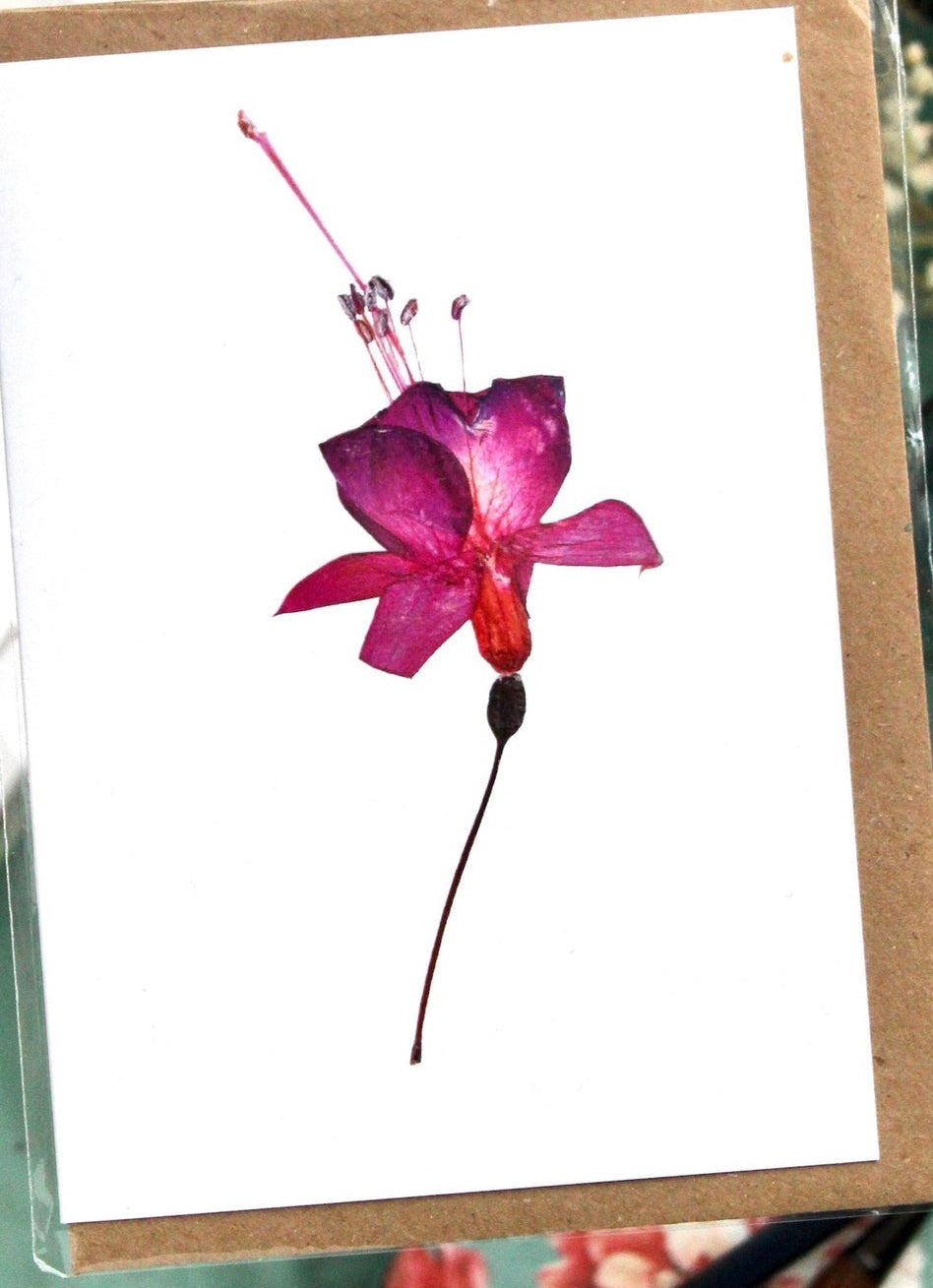 Fuchsia Card