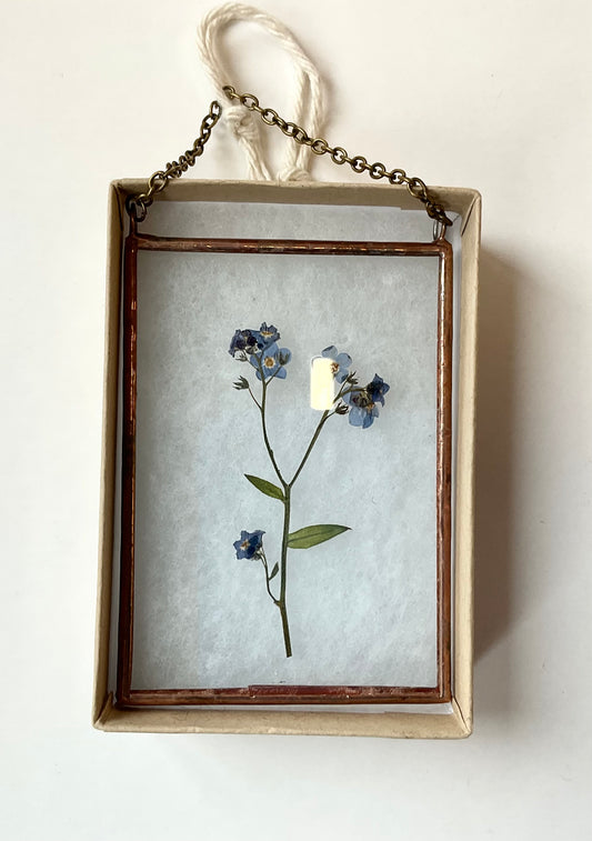 Petite Wallflowers Forget me not