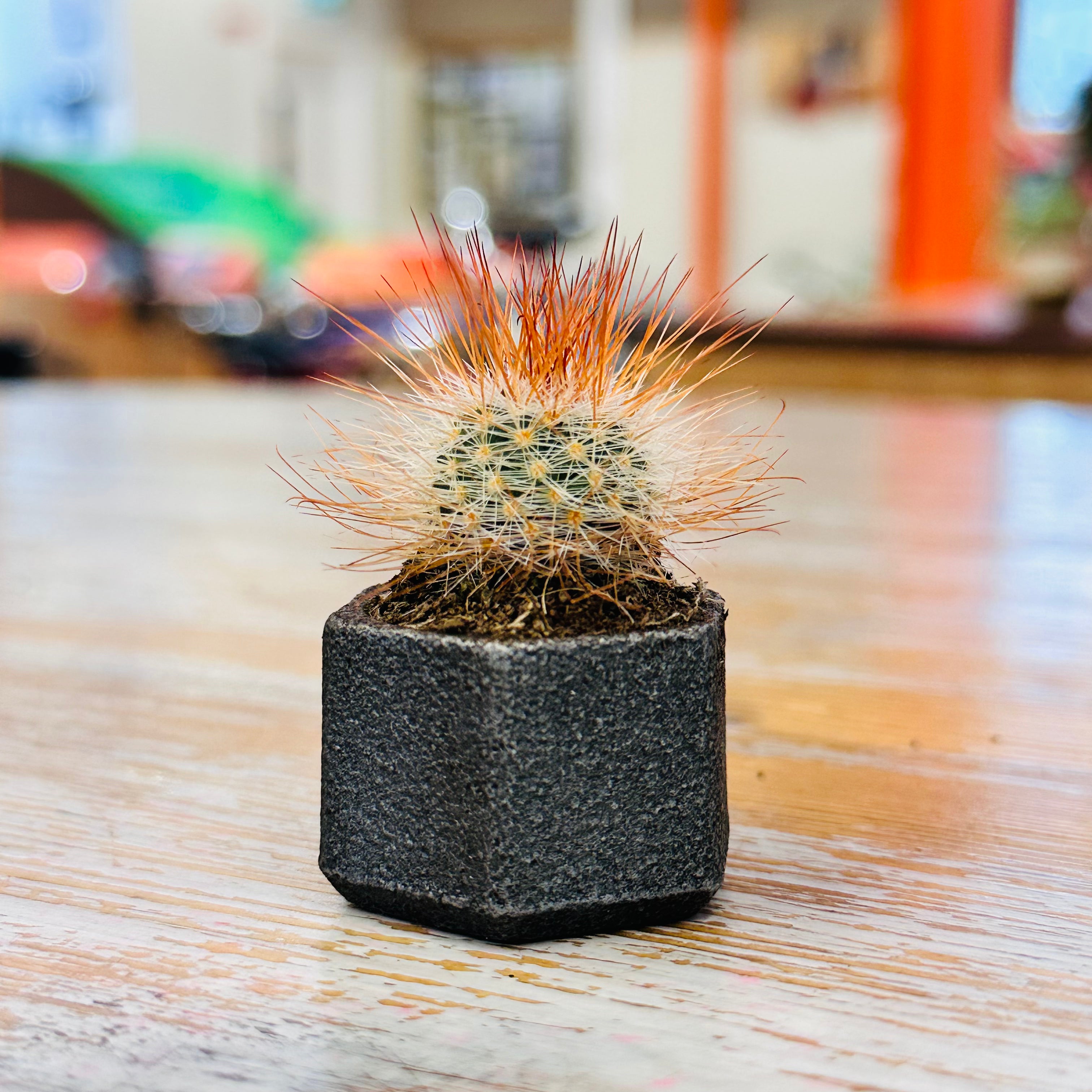 Kopper Kreation - Baby Iron Cactus Planter
