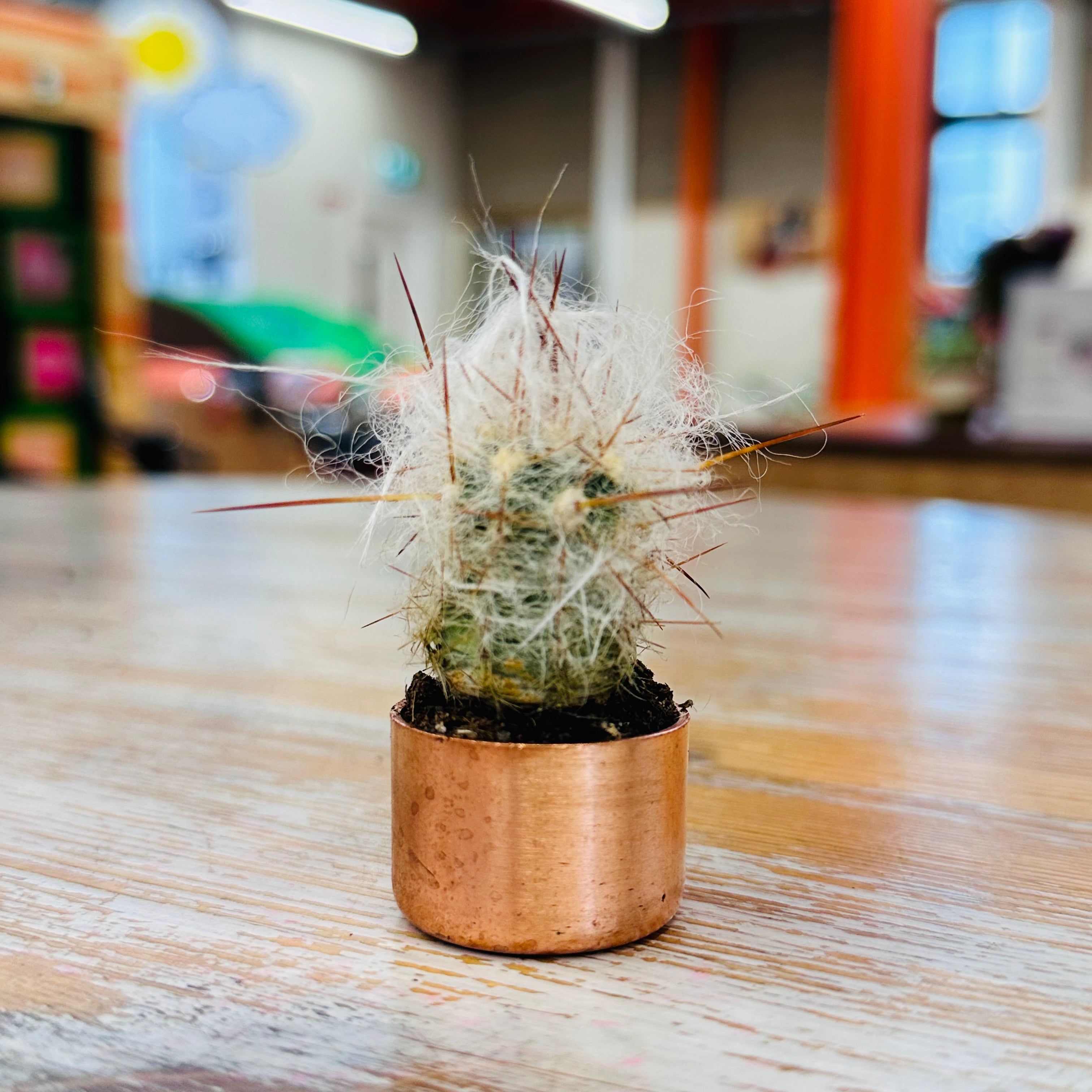 Kopper Kreation - Baby Copper Cactus Planter