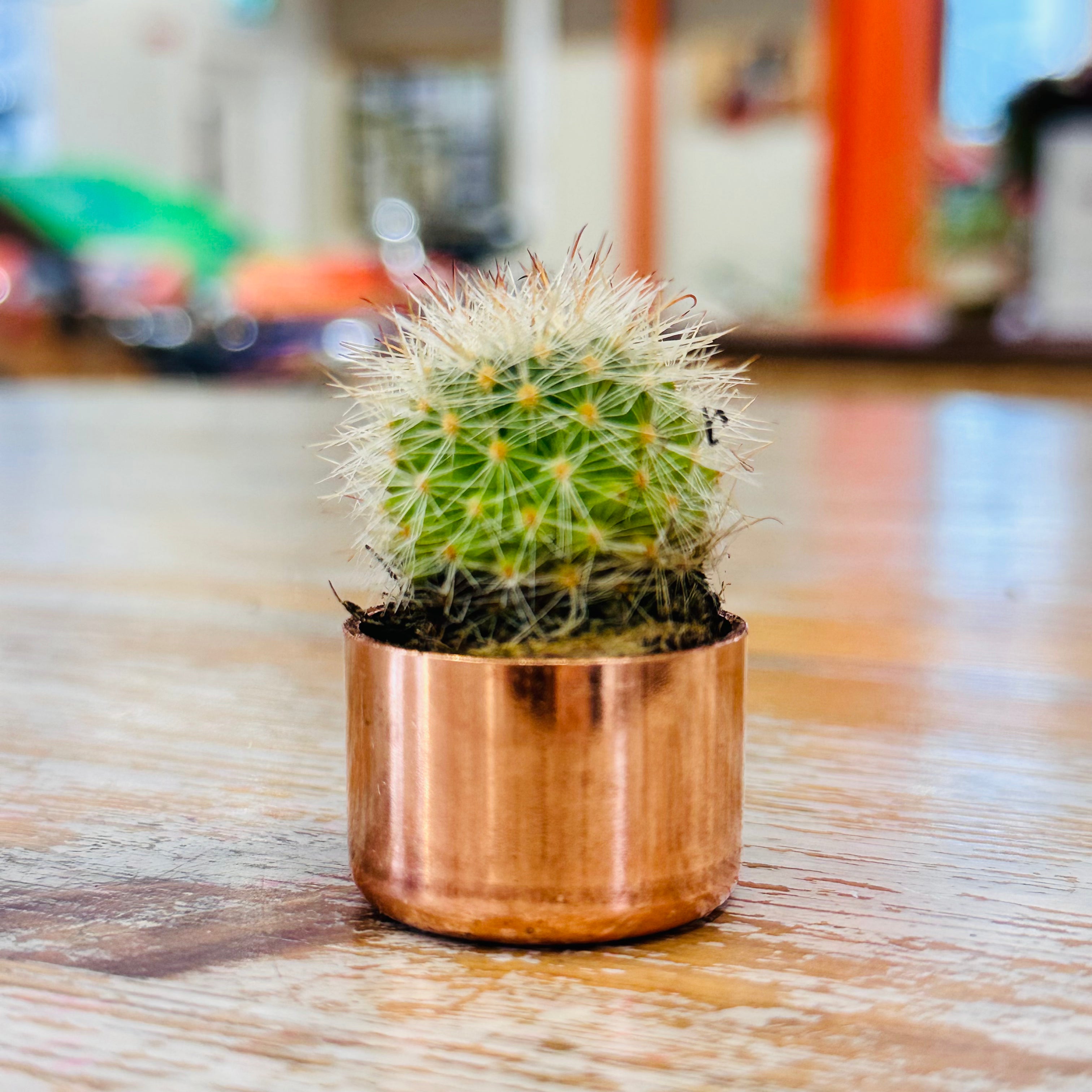 Kopper Kreation - Baby Copper Cactus Planter