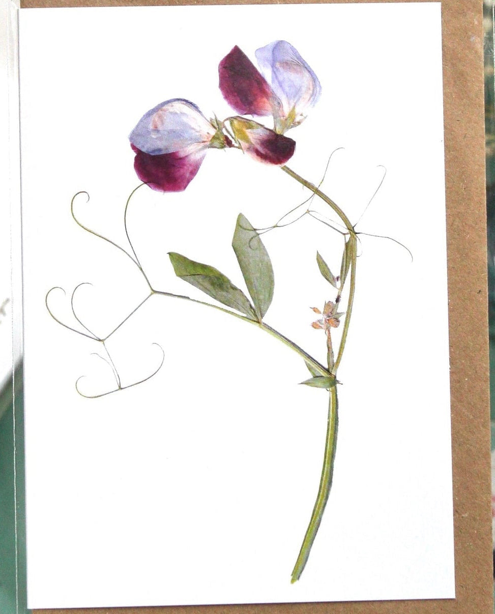 Floral card with a purple and white sweet pea flower on a white background