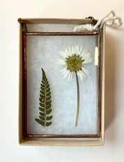 Pressed flower and fern in a glass frame on a white background