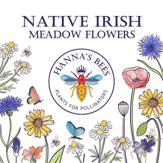 Hanna's Bees Native Irish Meadow Seeds - Annual Plants for Pollinators